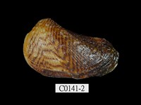 藏品(鞋魁蛤)的圖片